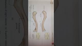 features and attachments of right clavicle  superior and inferior aspect bdchaurasia medical [upl. by Nyrac]