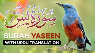 Surah Yasin  Yaseen  with Urdu Translation  Quran Tilawat Beautiful Voice  Hindi Tarjuma [upl. by Nycila]