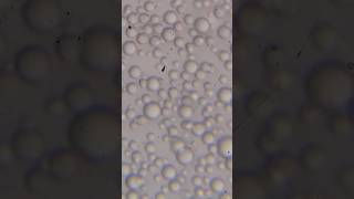 Lactobacillus bacteria movement bacteria movments curd microscopevideo [upl. by Charlena256]