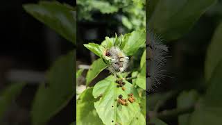 😱WhiteMarked Tussock Mouth Caterpillar slipping after his Lunch [upl. by Ennael228]