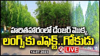 LIVE  Conocarpus Trees Planted In Haritha Haram Harmful To Human Health  V6 News [upl. by Attenyl485]