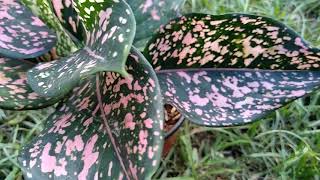 Aglaonema Pink Dalmation [upl. by Broddie]