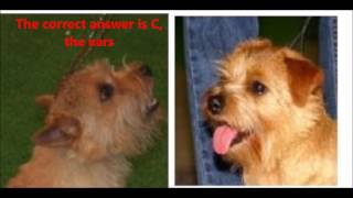 Dog Trivia Norfolk vs Norwich terrier dog [upl. by Ausoj]