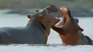 How Hippos Manage Their Young  Cute Baby Animals  BBC Studios [upl. by Olsewski]