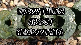 Everything about Haworthia [upl. by Tillo177]