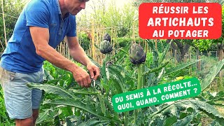 COMMENT CULTIVER LARTICHAUT AU POTAGER  Culture décorative et nourrissante [upl. by Accber]