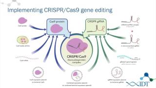 AltR™ CRISPRCas9 System Ribonucleoprotein delivery optimization for improved genome editing [upl. by Artimed601]