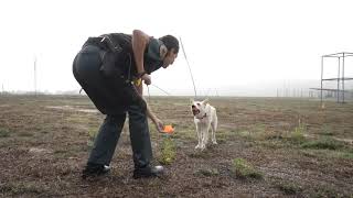 Héroes de cuatro patas en La Guardia Civil [upl. by Paloma635]