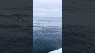 Dolphins companying our boat to Channel Island [upl. by Annuahs]