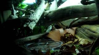 Whites Tree Frog Terrarium [upl. by Peppard320]