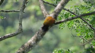 The greater flameback Chrysocolaptes guttacristatus birds greaterflameback woodpecker 4k [upl. by Neroled]