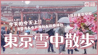 東京今天下雪啦2023210❄️睽違一年整！淺草寺今戶神社散步 荏原神社賞早櫻及綠繡眼 跟一點點澀谷｜日本東京 4K VLOG [upl. by Eyaf]