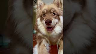 Kettu alleine zuhause 🏠😂🤣🤣🤣funnydogs lustigevideos lustigerhund finnischerlapphund [upl. by Irving]