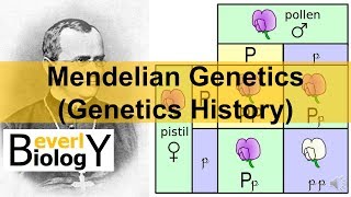 Mendelian Genetics Genetics History [upl. by Akiem169]