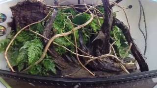 Terrarium  vivarium setup [upl. by Mossberg]