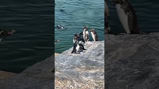 WHIPSNADE ZOO PENGUINS hertfordshire bedfordshire zoo [upl. by Wilburn899]