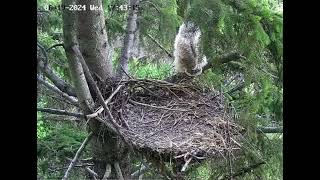 2 flies off the nest out the back side [upl. by Gunilla]