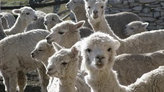 Crianza de alpacas en PeruBreeding Alpacas ENG SUB  TvAgro por Juan Gonzalo Angel [upl. by Britney886]