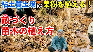 水捌け最悪の粘土質土壌での畝立て、果樹苗の植え方。耕作放棄地を果樹の森に！後編【大地の再生】 [upl. by Mady740]