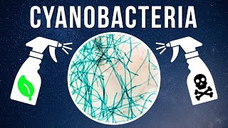 How to Kill Cyanobacteria – Natural vs Chemical [upl. by Ylatan63]