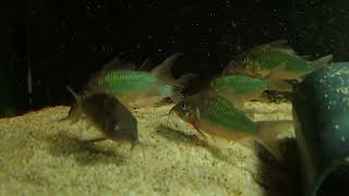 Corydoras splendens wild bij Aquarium Speciaalzaak Utaka [upl. by Reynold]