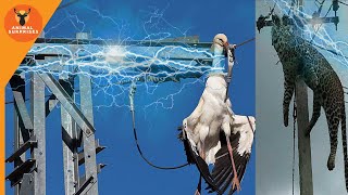 Death by electrocution  when animals get electrocuted to death  a bird disappeared less second [upl. by Meihar]