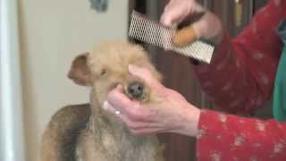 Grooming The Lakeland Terrier  Part 1 [upl. by Letta731]