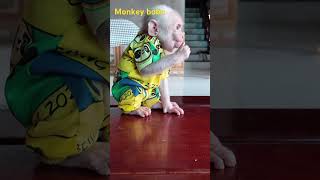 Bobo always follows dad babymonky babyanimal cute monkeymonny babymonkey [upl. by Napas]