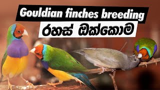 How to Successfully Breed Gouldian Finches  Expert Tips from a Pro Breeder 🐦✨  StepbyStep Guide [upl. by Nerfe]