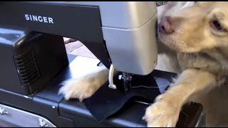 Dog using a Solar amp Bicycle Powered Sewing Machine [upl. by Oivalf812]