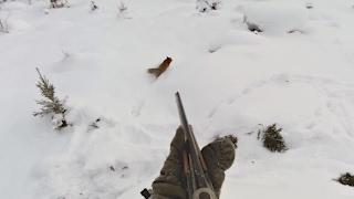 Grytjakt på räv  Fox hunting with terrier  Ketun metsästys  Fuchsjagd  Охота на Лиса [upl. by Harifaz]