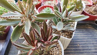 Kalanchoe tomentosa  Care Guide [upl. by Judson341]