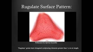 Pollen Morphology Training  Part 4 Surface Patterns [upl. by Akire997]