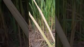 Arrows shafts materials phragmites [upl. by Lledraw]