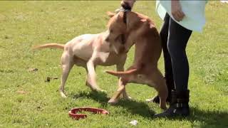 Amazing Pitbull vs pitbull fight [upl. by Stevena58]