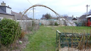 Pollarding Willow And Making A Willow Archway [upl. by Cartan]