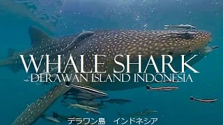 Hiu Paus di Pulau Derawan Kalimantan Timur INDONESIA [upl. by Nahtanaoj]