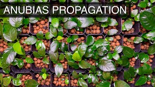 How to Propagate Anubias Emersed  The Complete Guide [upl. by Ynots]