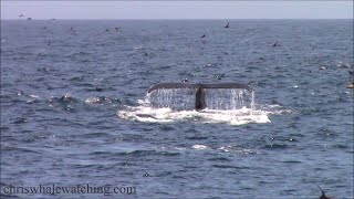 61924 Humpback Whales Common Dolphin amp Pacific Whitesided Dolphin [upl. by Zednanreh]