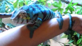 quotRangerquot Panther Chameleon [upl. by Donegan56]