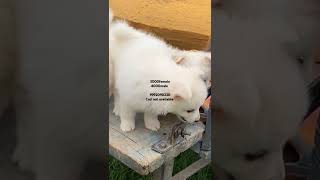 For sale  Spitz doglover dogs viralvideo [upl. by Kate55]