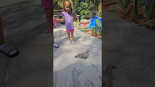 ASÍ OCURRIÓ😥¡¡ESTA PALOMA NO PUEDE VOLAR💥🐦NALUCHI VLOG reaccion sorprendente naluchivlog [upl. by Elvin]