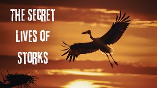 Beyond the Baby Myth The Secret Lives of Storks [upl. by Tiersten350]