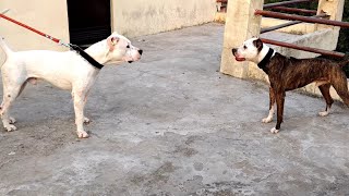 Dogo Argentino Vs Puma Mountain Lion In a Real Fight  PITDOG [upl. by Dhu1]