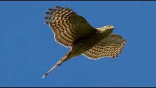 Sparrowhawk Bird Call Bird Song [upl. by Pavyer556]