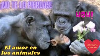 14 DE FEBRERO ¡QUE ROMANTICO ESPECIAL 14 DE FEBRERO AMOR ENTRE LOS ANIMALES [upl. by Ojeibbob]