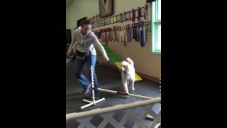 Teaching Labradoodles Agility [upl. by Natsirt]