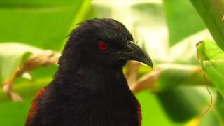 Greater Coucals call কুবো পাখির ডাক [upl. by Puglia]