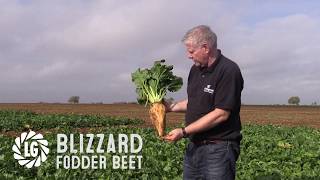 Blizzard Fodder Beet  Anaerobic Digestion Potential [upl. by Kcirddor986]