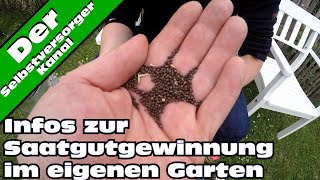 Infos zur Saatgutvermehrung im eigenen Garten [upl. by Erdnoid]